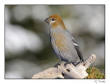 Durbec des sapins/Pine Grosbreak1P6AI2605B.jpg