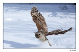 Chouette raye/Barred Owl 1P6AE1282B.jpg