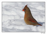 Cardinal rouge/Northern cardinal1P6AD8233F.jpg