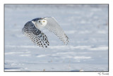 Harfang des neiges/Snowy Owl1P6AI5009B.jpg