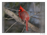 Cardinal rouge/Northern cardinal1P6AJ0088B.jpg