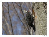 Grand pic/Pilested Woodpecker1P6AJ5831B.jpg