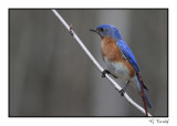 Merlebleu de lEst/Eastern Blubird1P6A4157D.jpg