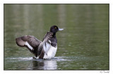 Fuligule milouinan/Greater scaup1P6AK2403B.jpg