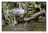 Bihoreau gris/Black-crowned Night-Heron1P6AK5306B.jpg