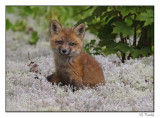 Renardeau/Baby fox055A4311B.jpg
