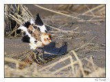 Plectrophane des neiges/Snow Bunting1P6AM3930B.jpg