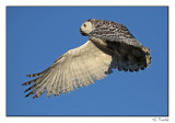 Harfang des neiges/Snowy Owl1P6AM6147B.jpg