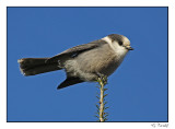 Msangeai du Canada/Gray Jay1P6AM2138B.jpg