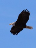 Bald Eagle along the Des Moines River