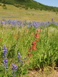 Lupins and Indian Paintbrush on Last Dollar Road