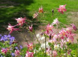 Flowers in Aspen, Colorado