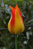 Grannys heirloom tulip