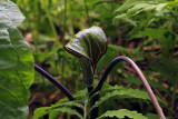 Jack-in-the-Pulpit