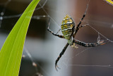 Argiope trifasciata ~ banded garden spider