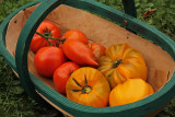 tomato harvest