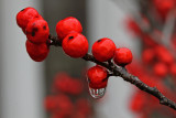 winter berries with raindrop refraction