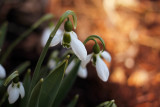 snowdrop