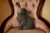 chair with rabbit