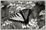 Eastern Tiger Swallowtail