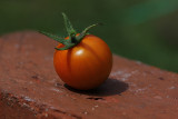 Sungold cherry tomato