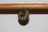 Monarch Caterpillar in J formation
