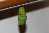 Monarch Butterfly chrysalis attached to my dining room hutch 