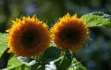 Teddy Bear sunflowers