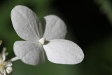 Hydrangea paniculata 