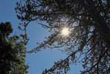 sunburst through an old red pine