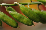 hosta seedpods