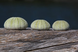 sea urchin shells 