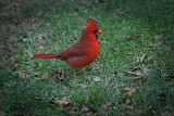 Northern Cardinal