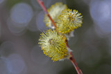 pussy willow catkin