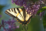 Tiger Swallowtail on Canadian Lilac