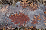 oak leaves in ice