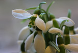snowdrops in house