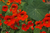 autumn nasturtium 