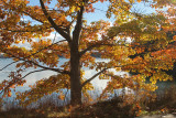 autumn oak