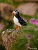 Lone Puffin