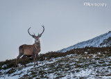 Winter Stag
