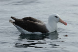 Black-browed (Sub Antarctic) Albatross