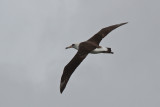 Layson Albatross