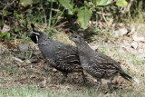 California Quail