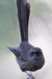 New Zealand Fantail