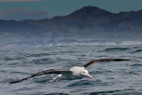 Northern Royal Albatross