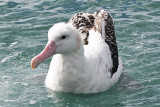 Gibson Wandering Albatross