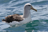 Salvins (Mollymawk) Albatross