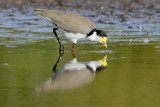 Masked Lap-winged Plover