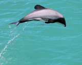 Hectors dolphin